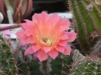 Echinopsis (13) mod.jpg