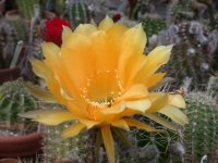 Echinopsis (21) mod.jpg