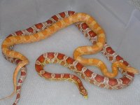 Creamsicle X Ultramel het Anery (BG20).jpg