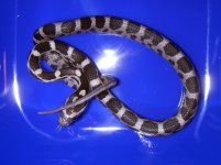 ratsncorns very first hatchling!!.jpg