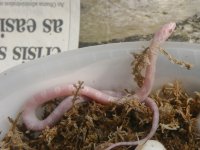 starsevol's avalanche hatchling.jpg