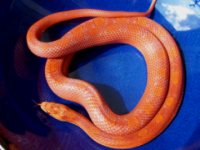 Tsiriane's Lava Blood.png
