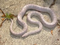 Lily April 2010 001cr.jpg