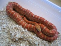 matrixhypo1.jpg