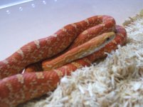 matrixhypo2.jpg