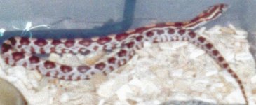 snake.jpg