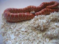 matrixhypo4.jpg