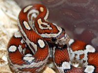Dean's Snakes 127.jpg