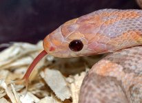 Dean's Snakes 037-1.jpg