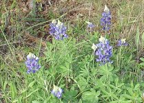 Bluebonnets3.jpg