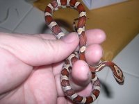 Capote 1st Shed.jpg
