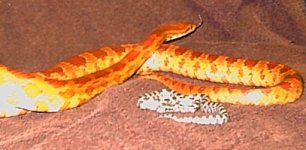 father and offspring.jpg