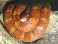 Dracula curled 1.jpg