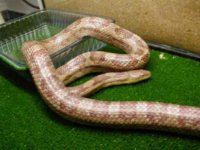 serpiente de meyfran at hotmail.jpg