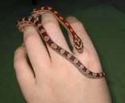 Sliv size2.jpg