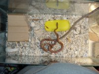 snake home.jpg