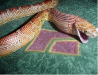 snake feeding 6.jpg