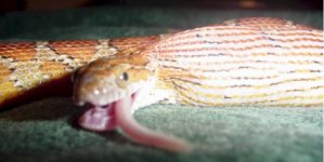 snake feeding 8.jpg
