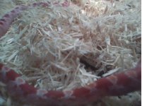 fire 2 after shed.jpg