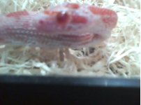 fire 4 after shed.jpg