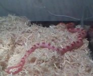 fire 5 after shed.jpg
