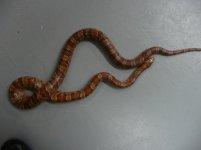 Schnakey 016sm.JPG