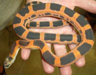 ScalelessFemale1a.jpg