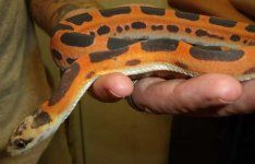 ScalelessFemale1b.jpg