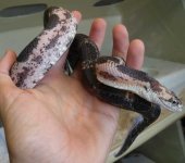 ScalelessFemale2a.jpg