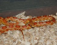 Hypo_edited-1.jpg
