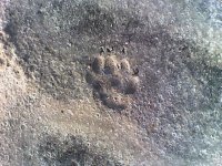 panther I.jpg