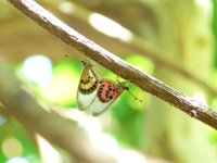clear butterflies.jpg