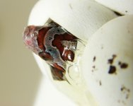 DSC06232cs.jpg
