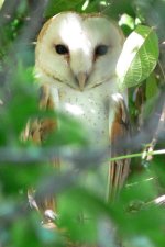 barn owl.jpg