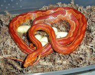 Jennifer's Snake II & Eggs May '05.JPG