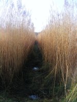 20a.JPG