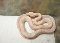 updatehatchlings 016.jpg