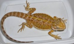 P1270638.JPG P1270638.JPG