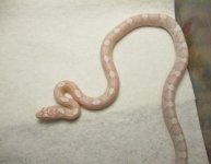 updatehatchlings 014.jpg