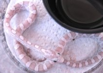 Amber Mystery female.JPG