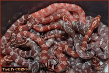10 hatchlings.jpg
