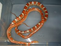 Cherry_El Wray 1 002cr.jpg