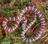 easternmilksnake.jpg