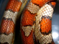 Cherry_El Wray 1 004cr.jpg