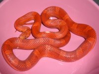 Annabelle Arrivescr.jpg