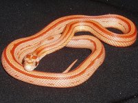 hypo stripe.jpg