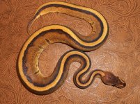 genetic stripe 2.jpg