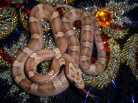 Granite January 2011 004cr.jpg