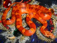 Baby C January 2011 001cr.jpg