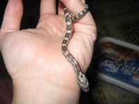 Canon Oakley 270109 001.jpg